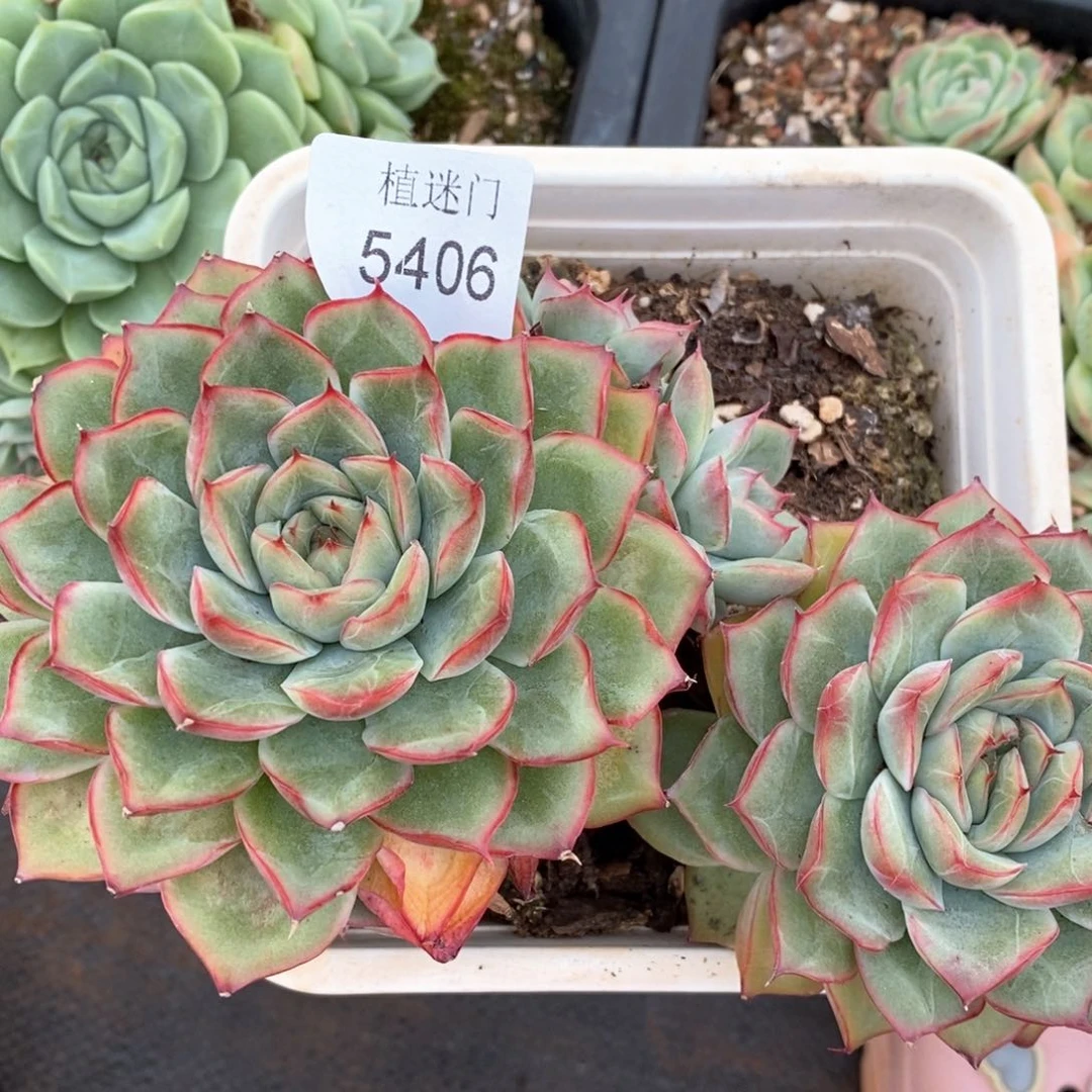 -****-杂交精品多肉5406散~特