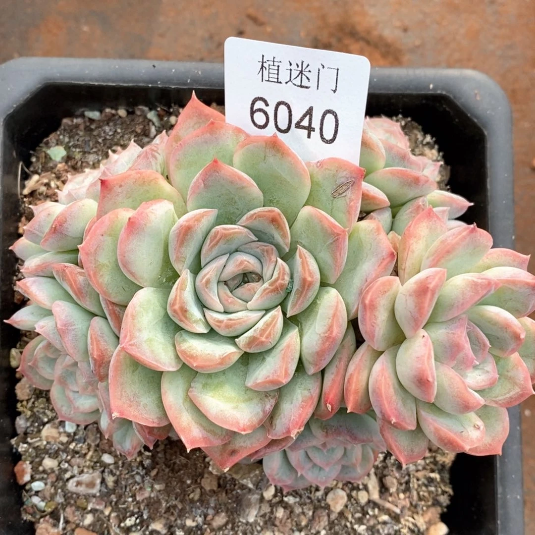 郭**°杂交精品多肉6040