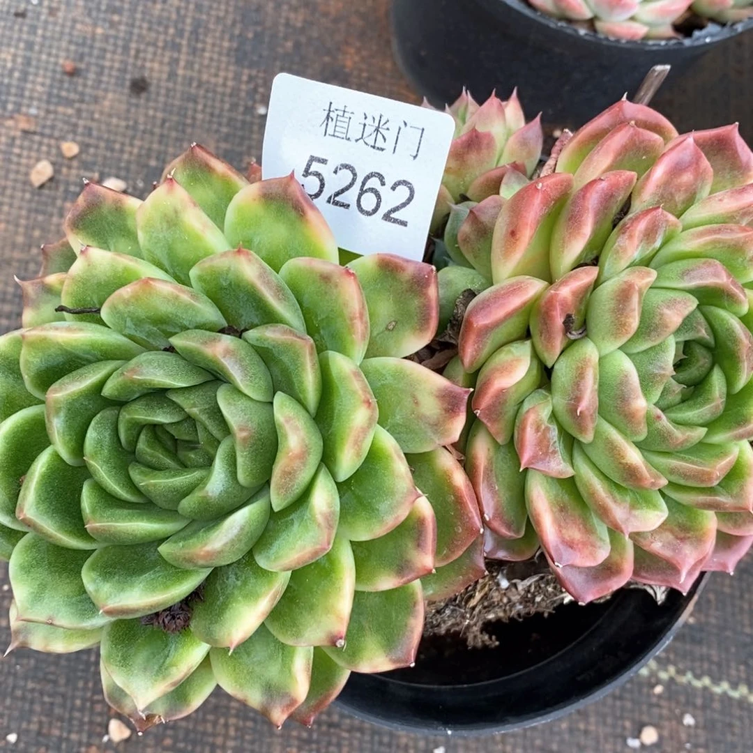 傀*傀杂交精品多肉5262