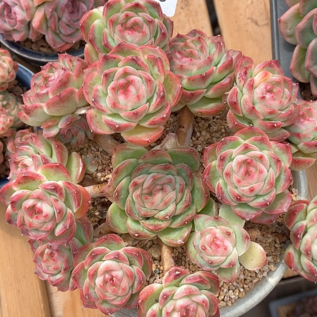 Z****霞杂交精品多肉6508带盆