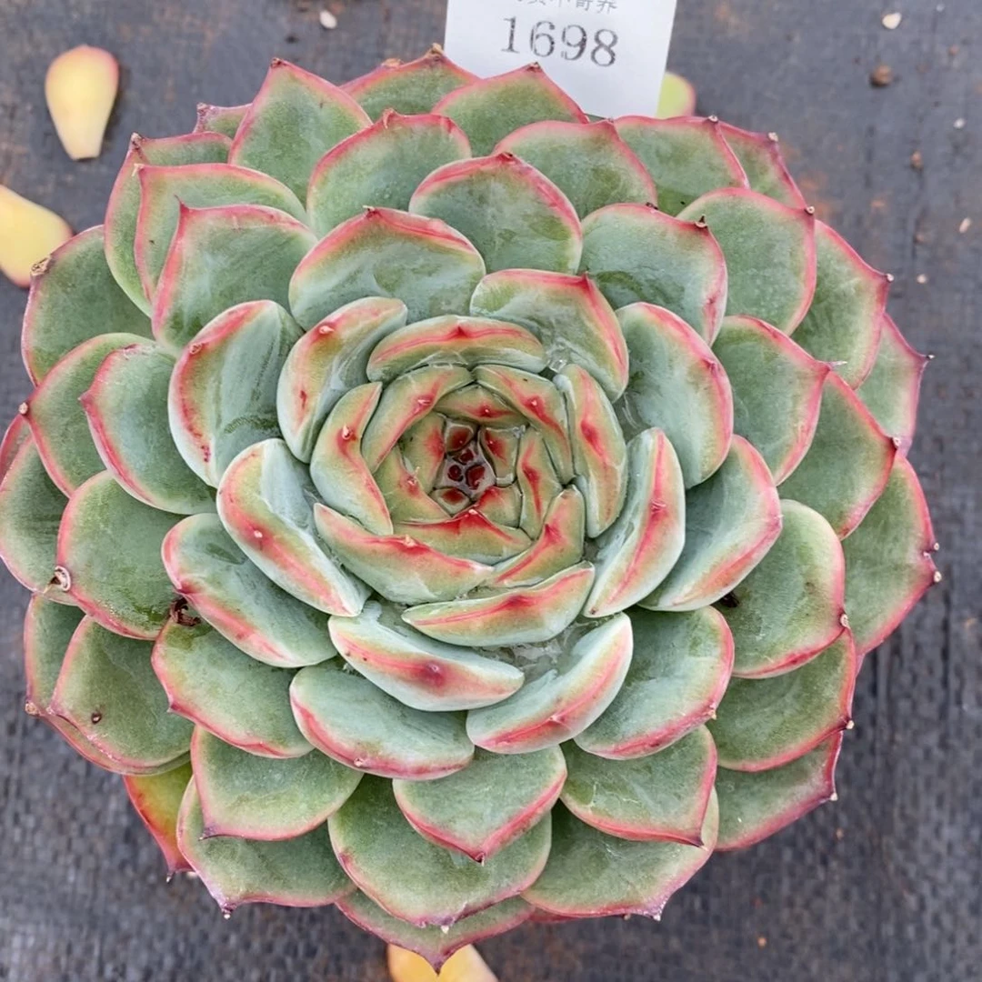 春***√源头精品杂交多肉1698