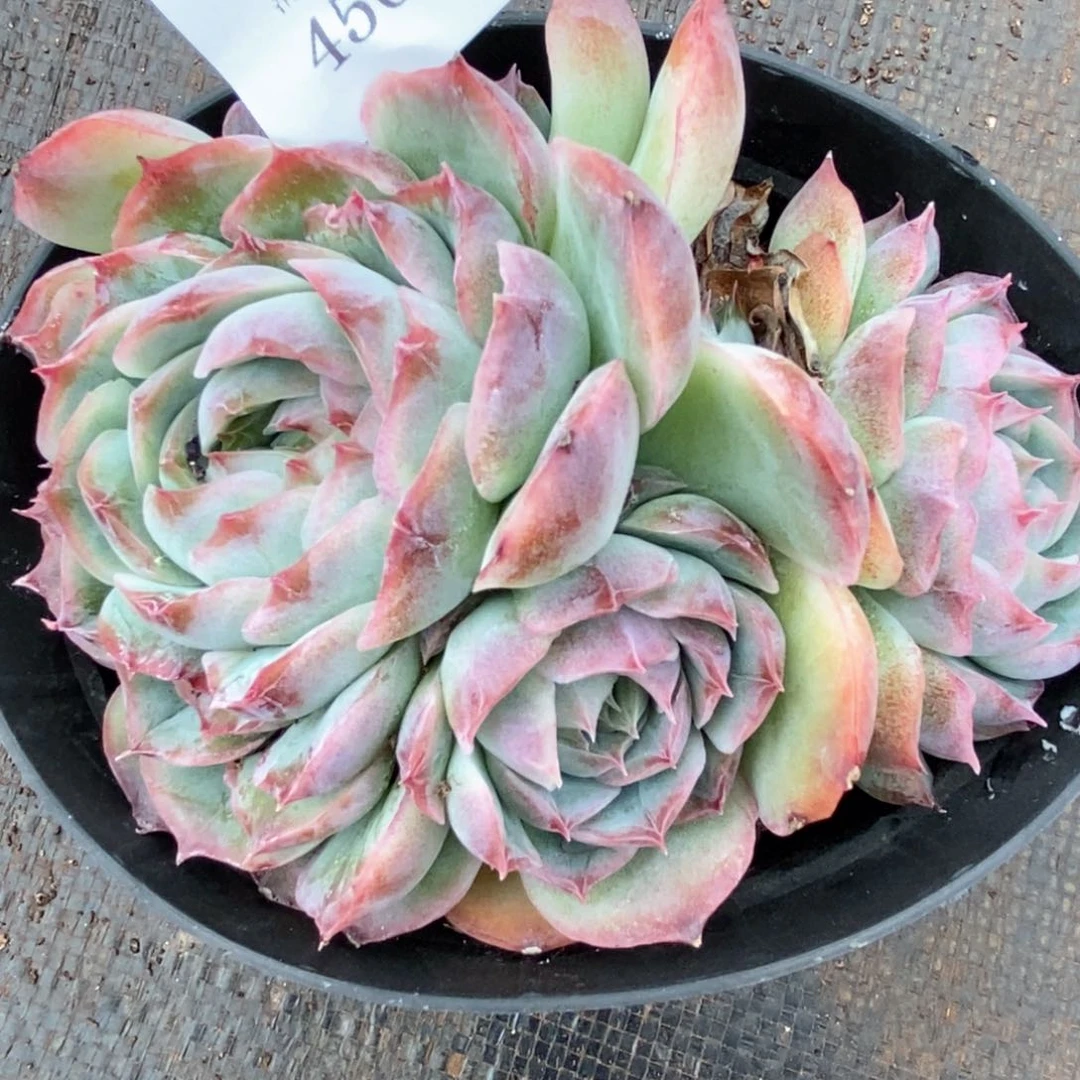 Z****霞杂交精品多肉4504