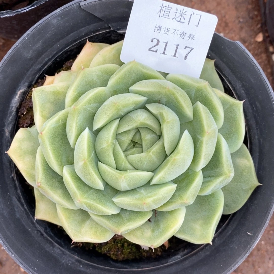 Z****霞全场不包整散掉头2117