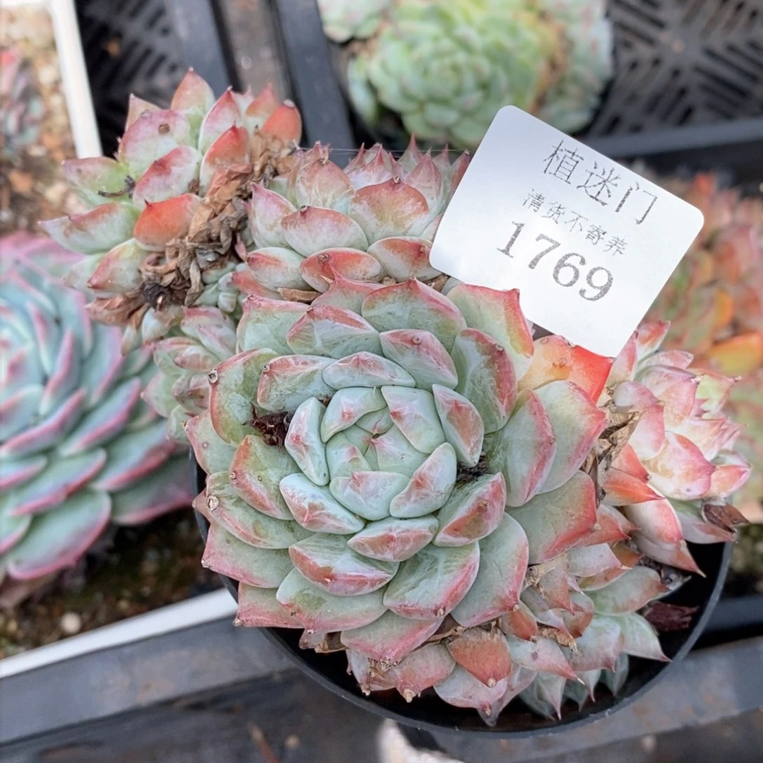 鱼*全场不包整散掉头1769