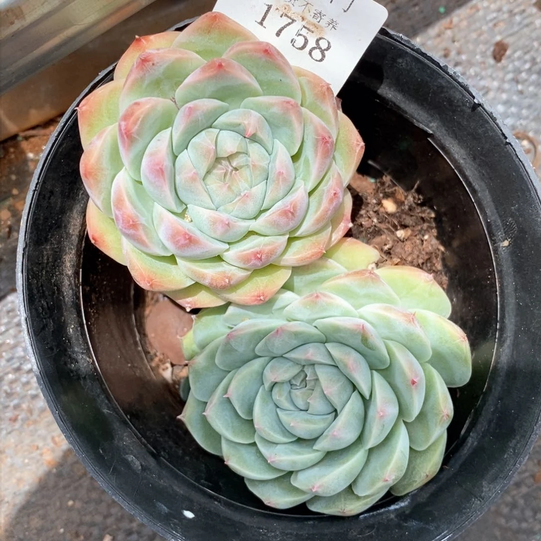 鱼*全场不包整散掉头1758