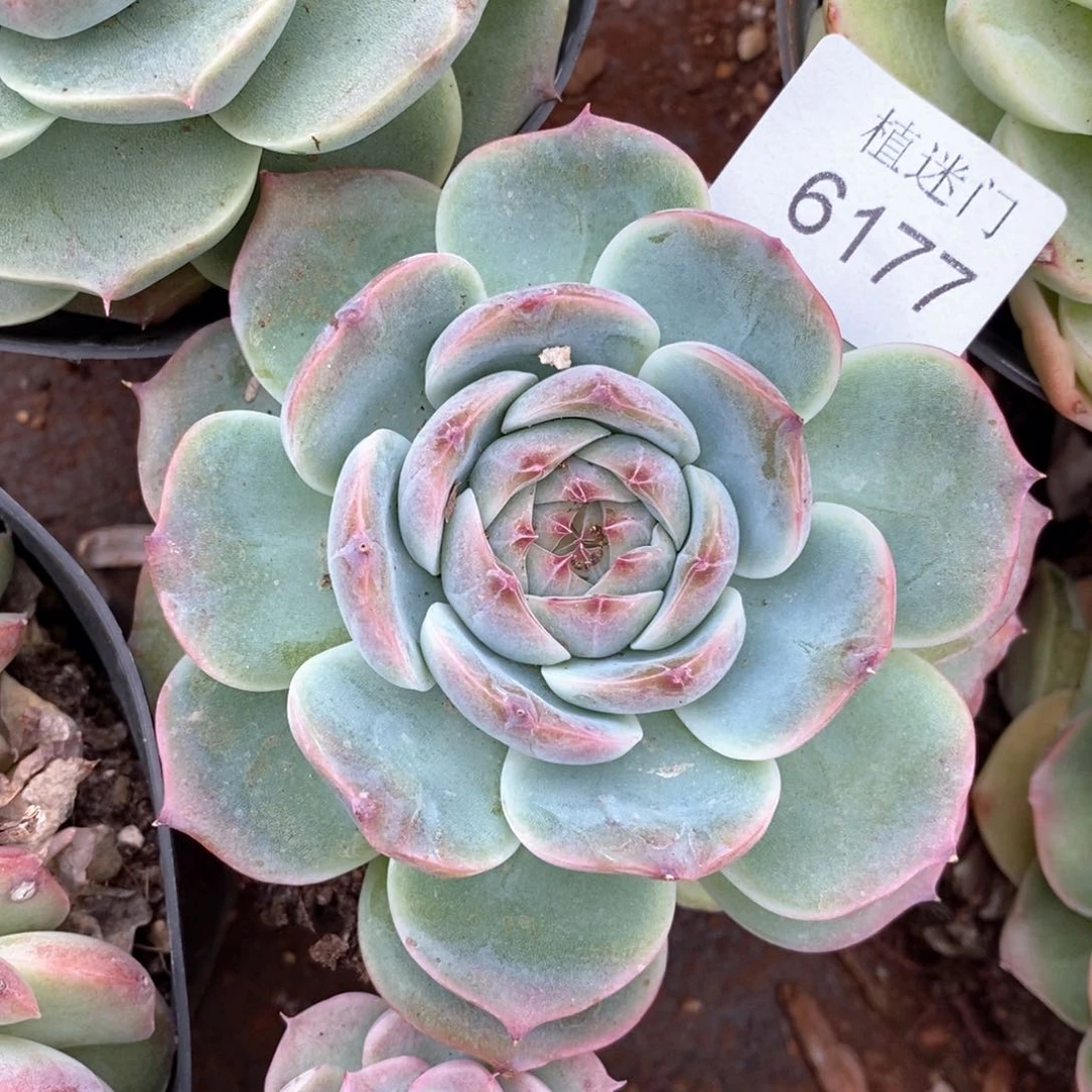 草**椰杂交精品多肉6177