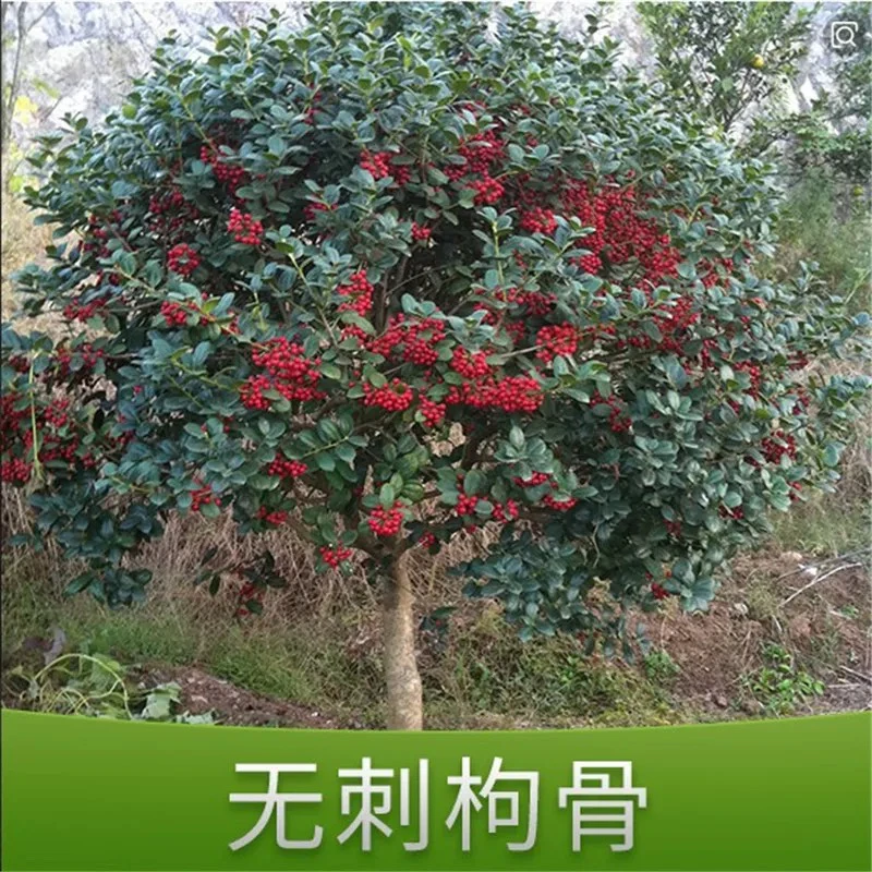 无刺枸骨苗构骨球鸿运果四季常青北方庭院花卉耐寒绿化苗木