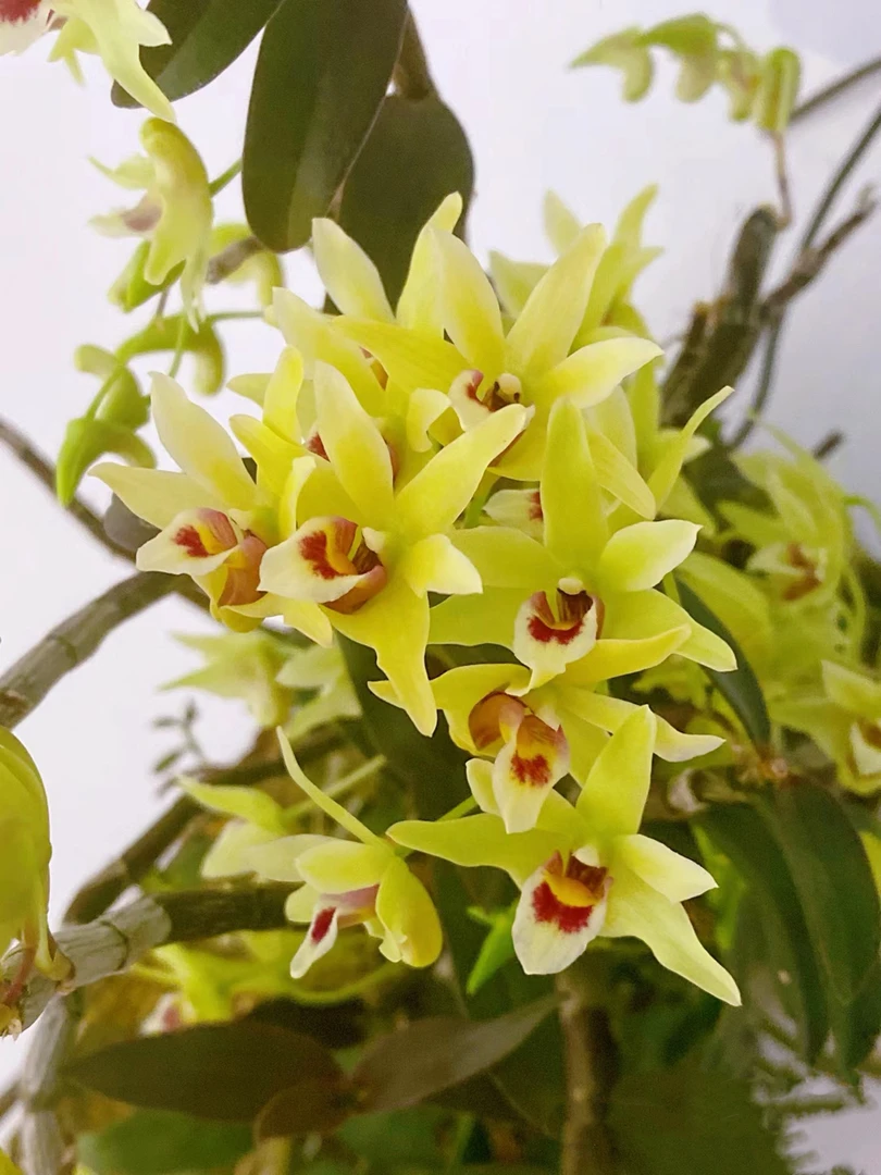 铁皮石斛，爆花苞