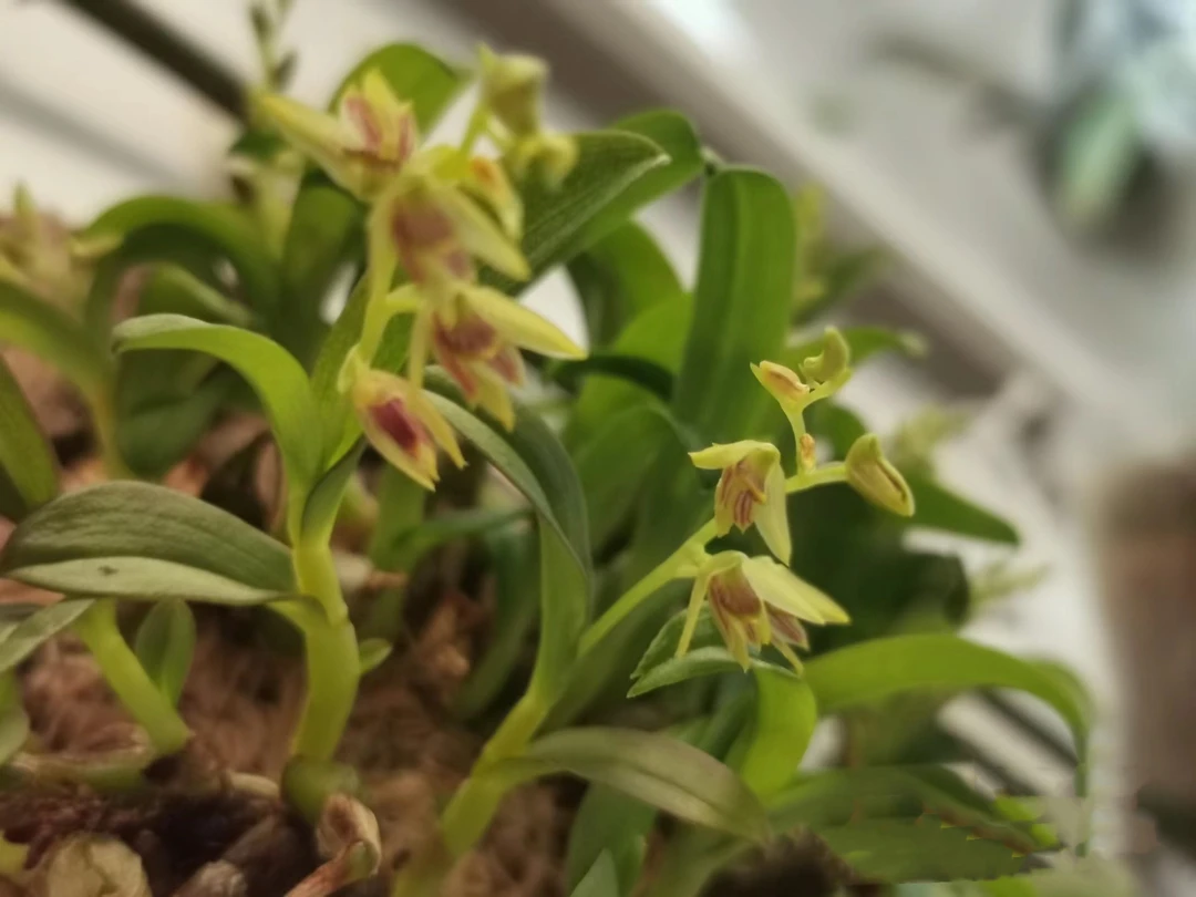 红珍虫石斛，石斛界“天花板”