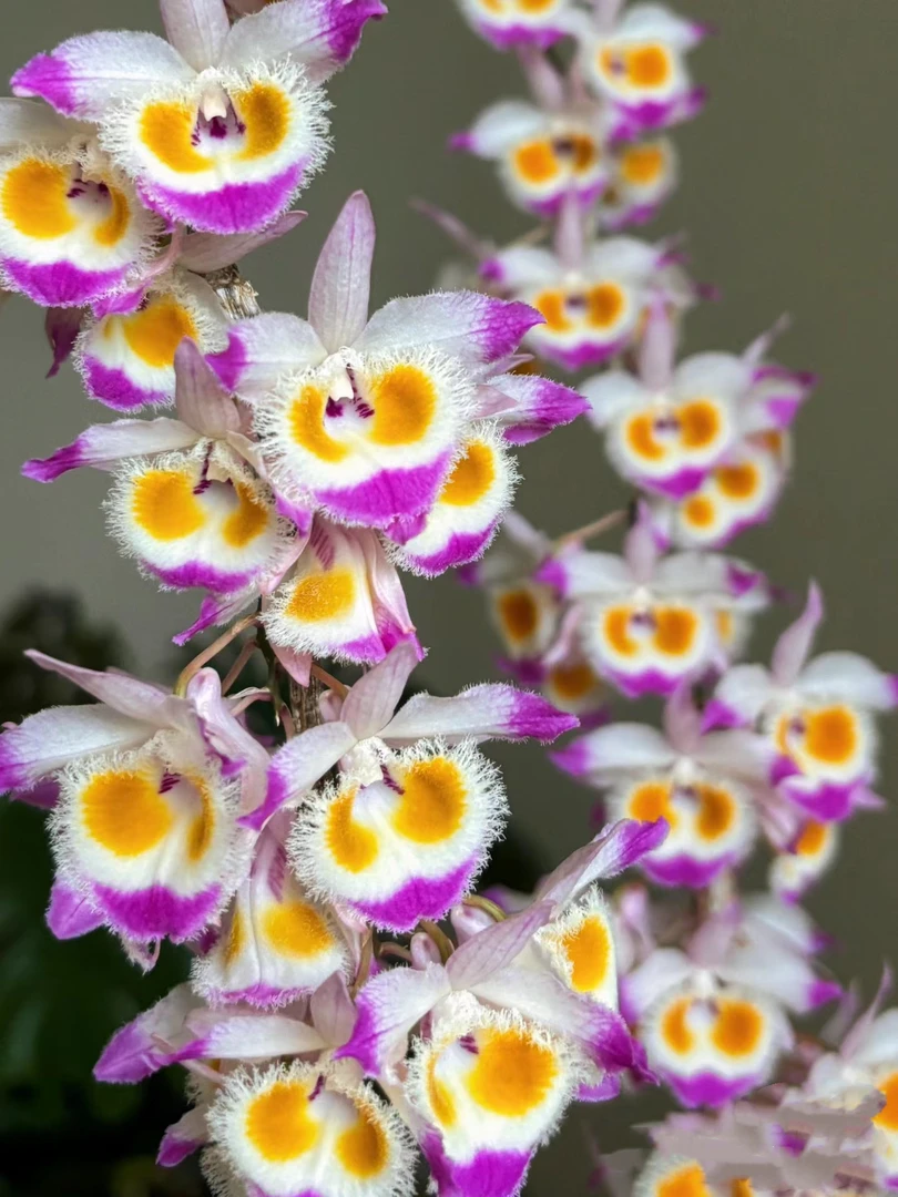 紫皮石斛花色艳丽，高山养殖，食用性强，带根发货