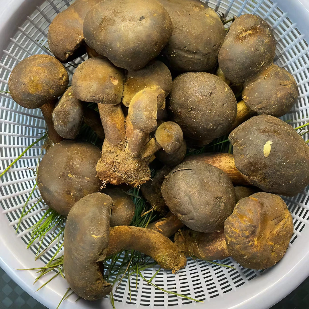 云南新鲜野生食用产品营养黑牛肝菌500g-1000g顺丰空运包邮
