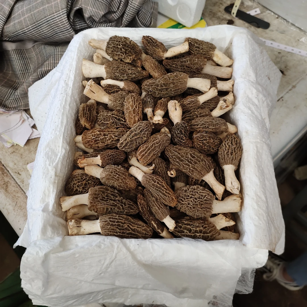 云南新鲜野生食用羊肚菌/煲汤营养高原500g-1000g 顺丰空运包邮
