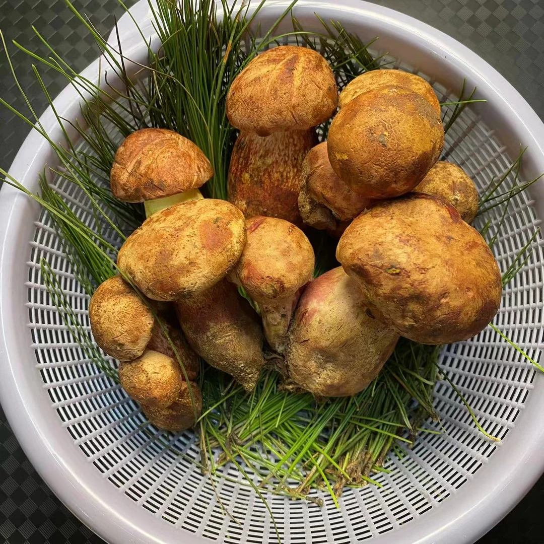 云南新鲜野生 红葱牛肝菌 500g-1000g 顺丰空运包邮营养切片食用