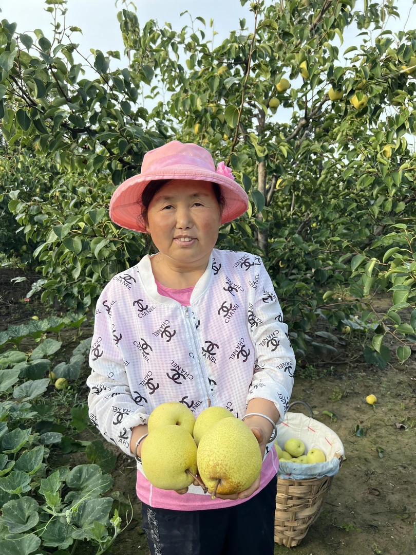 应季现摘新鲜梨子10斤酥梨脆甜爽口酥脆皮薄香脆大果甘甜多汁