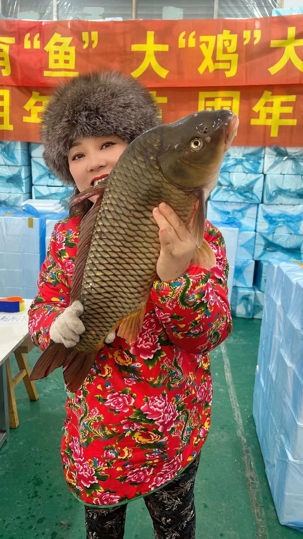 东北冰下鲤鱼9-10斤 开江鱼 大鲤鱼
