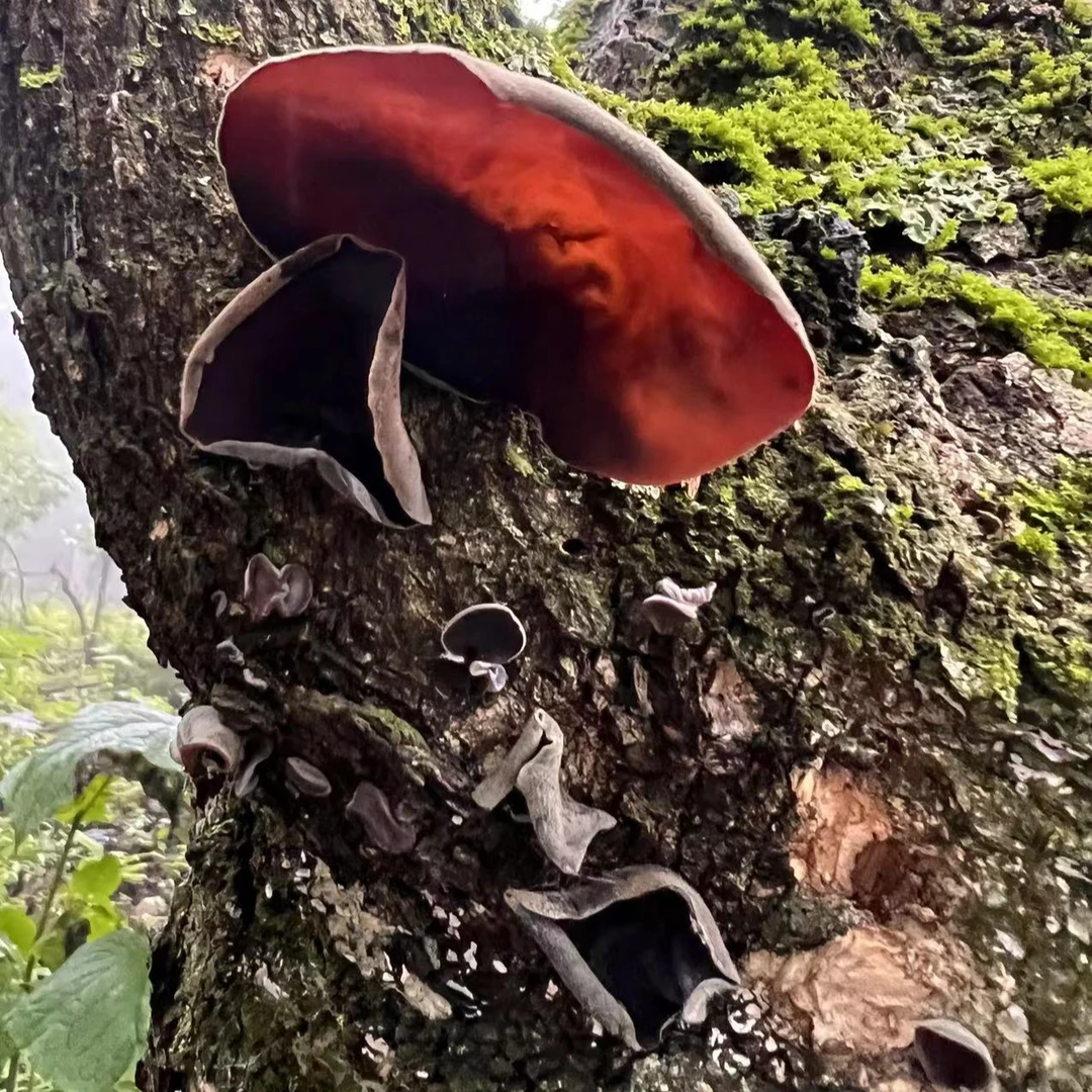 东北野生木耳250克【赠送20克试吃】