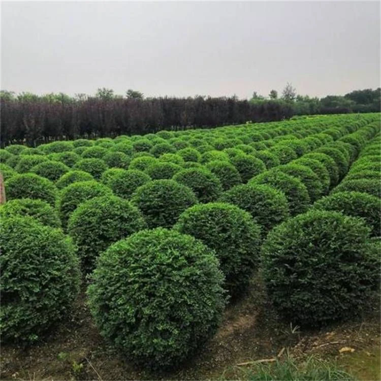 女真小叶花镜植物南北方庭院四季常青