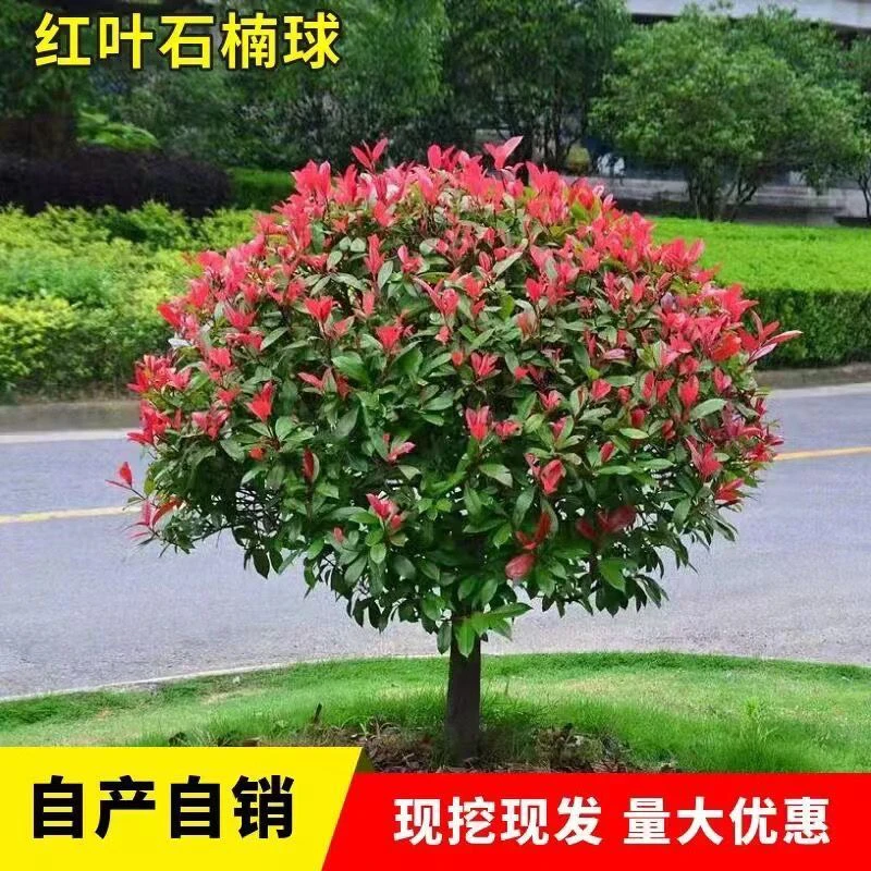 红叶石楠球火焰红罗宾庭院盆栽地栽球形植物