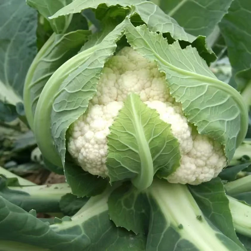 新鲜菜花白花菜应季蔬菜现摘现发