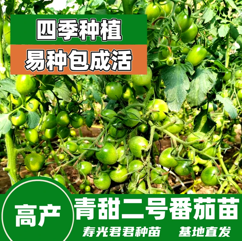 cj青甜蜜青甜二号番茄苗盆栽阳台种植四季种植绿宝石绿翡翠番茄苗