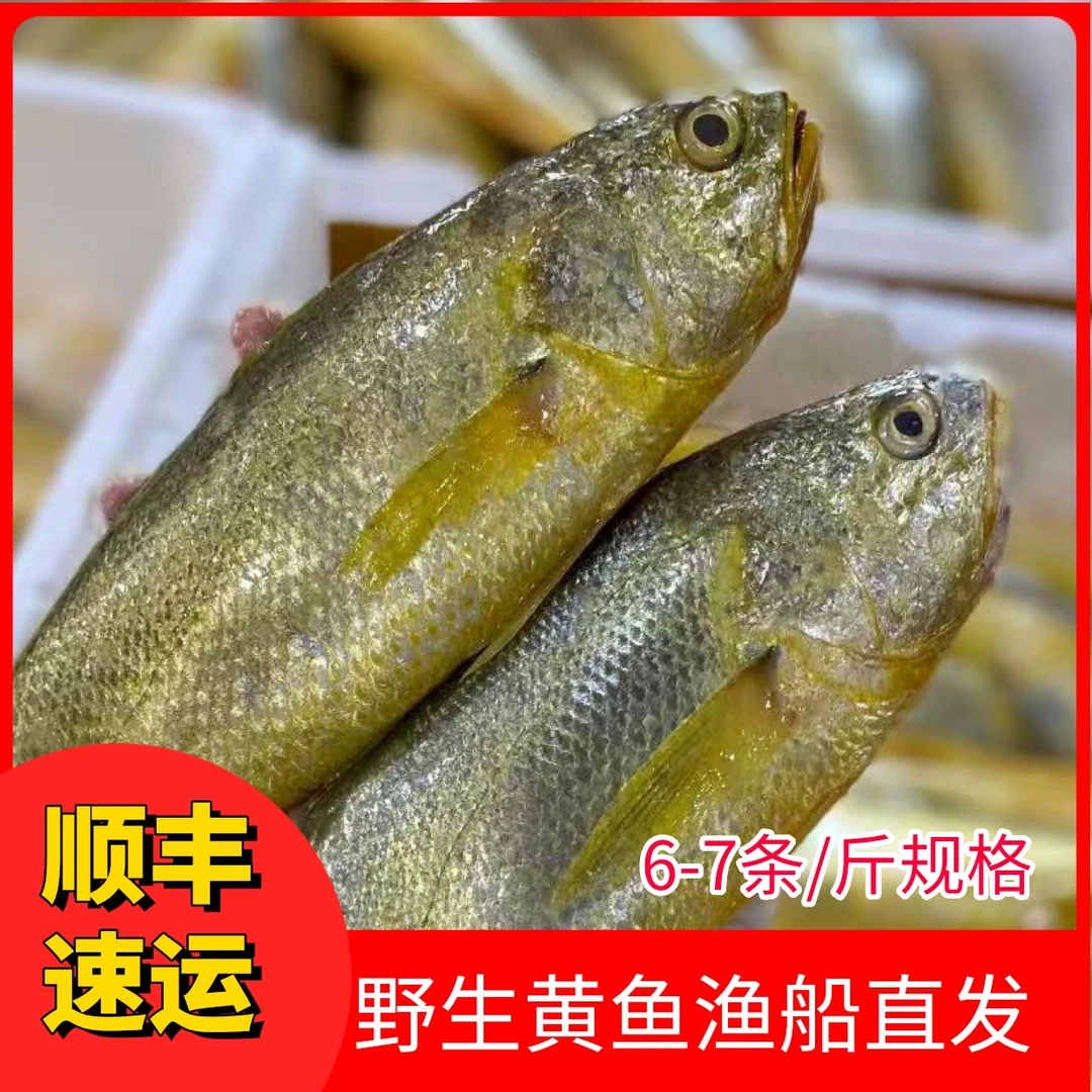 【5-6条/斤】舟山野生海捕小黄鱼东海新鲜小黄鱼4斤顺丰包邮