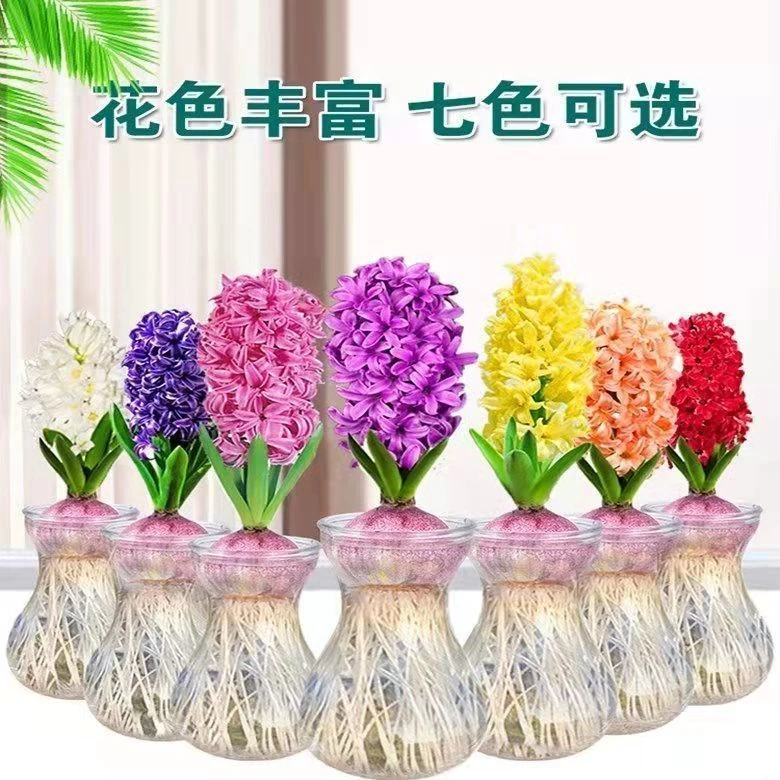 进口风信子种球水培套装室内外阳台桌面秋冬粉色红色种植系列养好