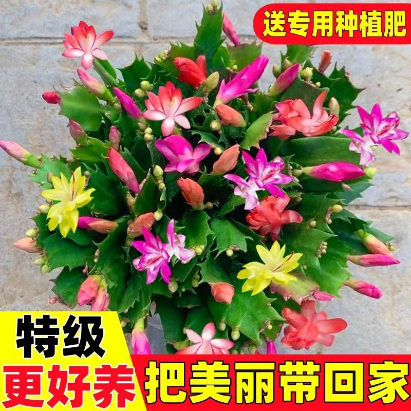 蟹爪兰盆栽带花苞多色重瓣进口新品种四季花卉绿植物差价螃蟹抓花