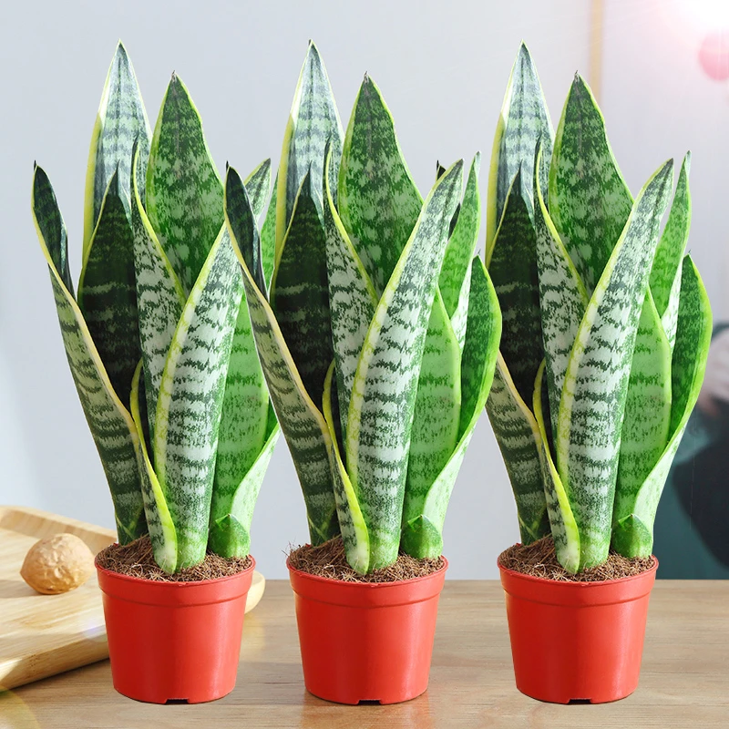 金边虎皮兰盆栽多肉易活水培植物绿植办公室内花卉大观叶常绿养活