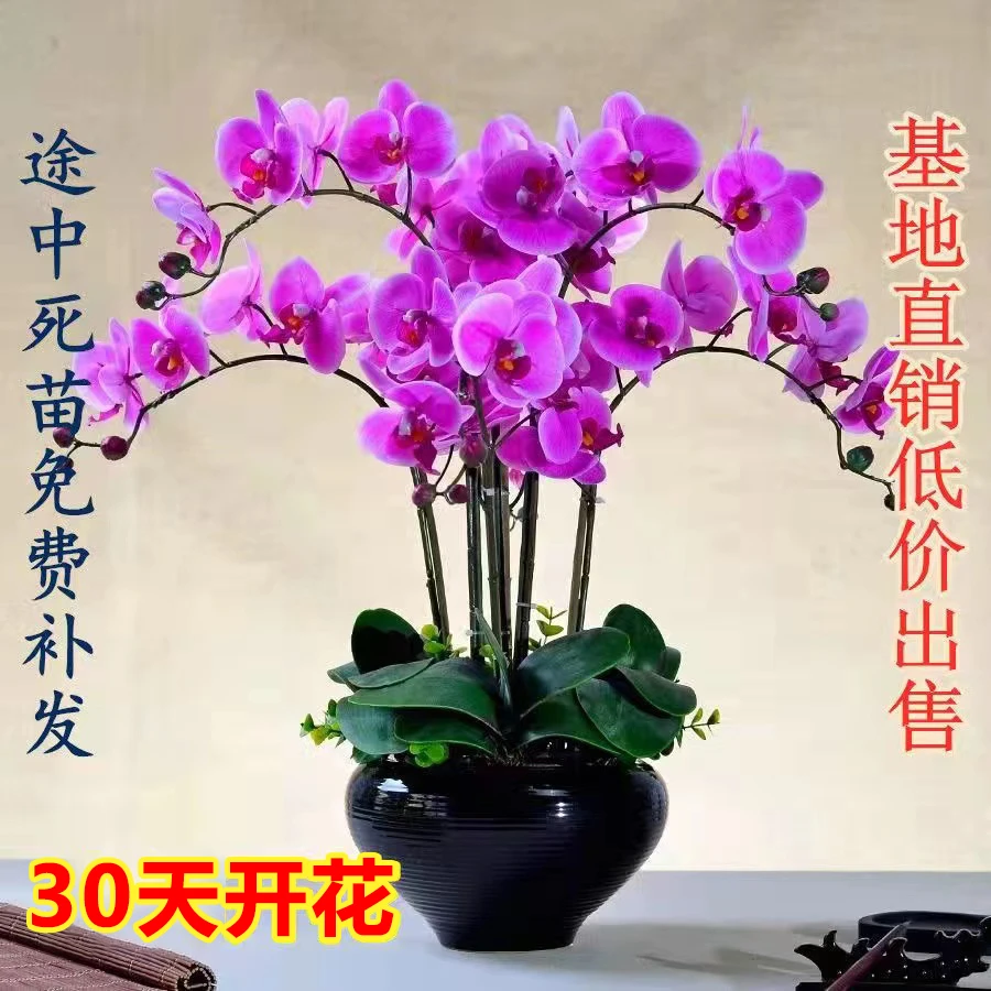 蝴蝶兰花苗带花剑大苗兰花盆栽植物室内种植阳台四季开花不断花卉