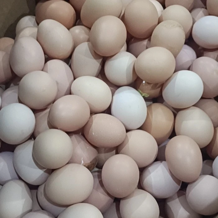 农家散养笨鸡蛋50枚（顺丰包邮）
