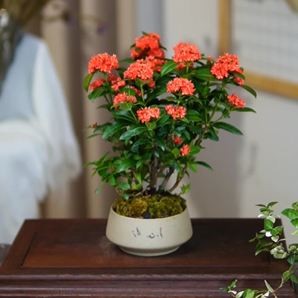 龙船花绣球花绿植花苗四季开花多年生木本植物花卉盆栽庭院阳台
