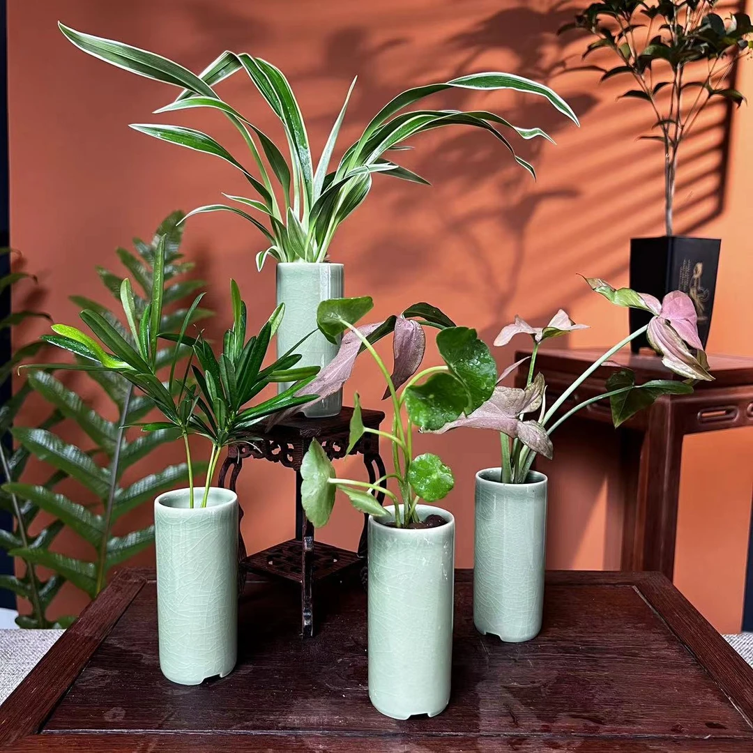 【陶瓷盆】【水培四件套】加水即货绿植盆栽