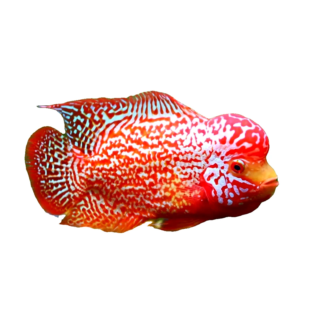 罗汉鱼苗热带观赏鱼金花火凤泰金红德萨起头亚成鸿运马骝活体包邮