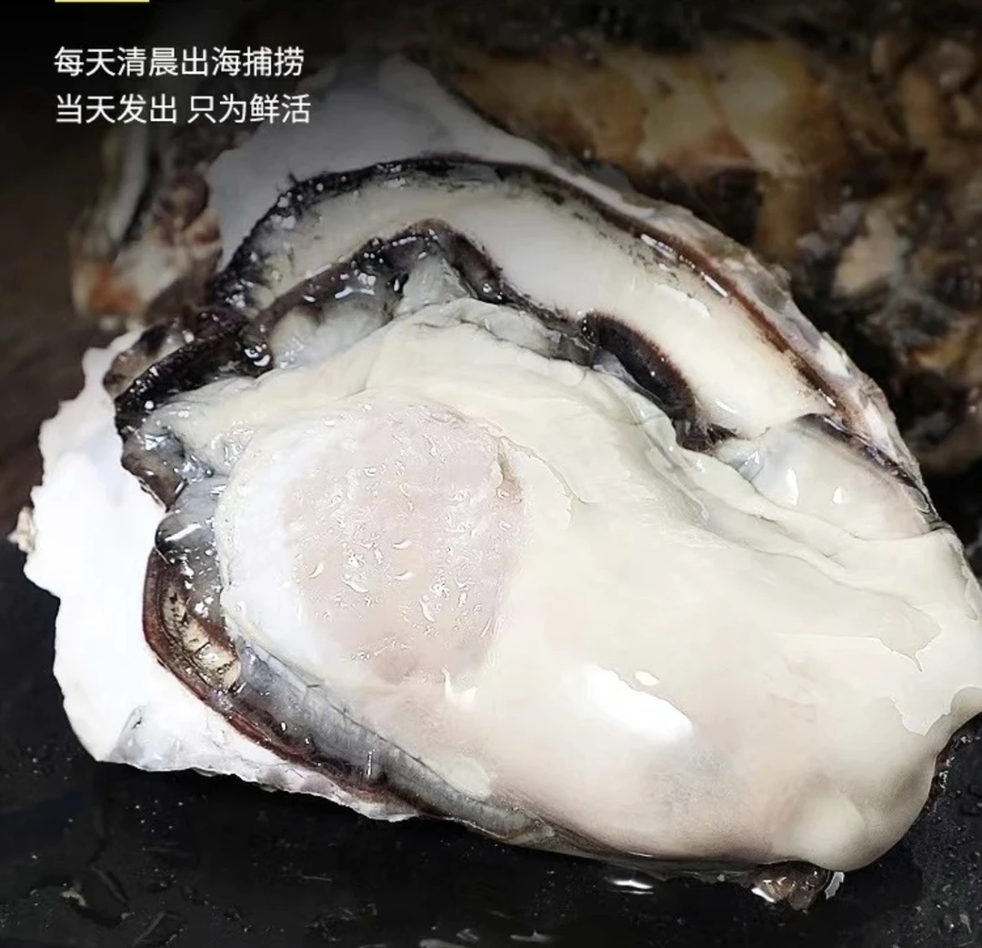 生蚝牡蛎现捞现发鲜活整箱冷链顺丰包邮