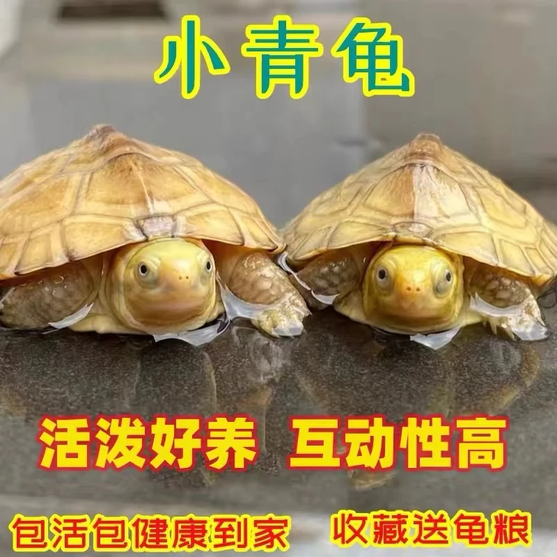 {直播选龟链接下单}人工养殖小青龟 (直播选龟） 非直播选龟发龟粮