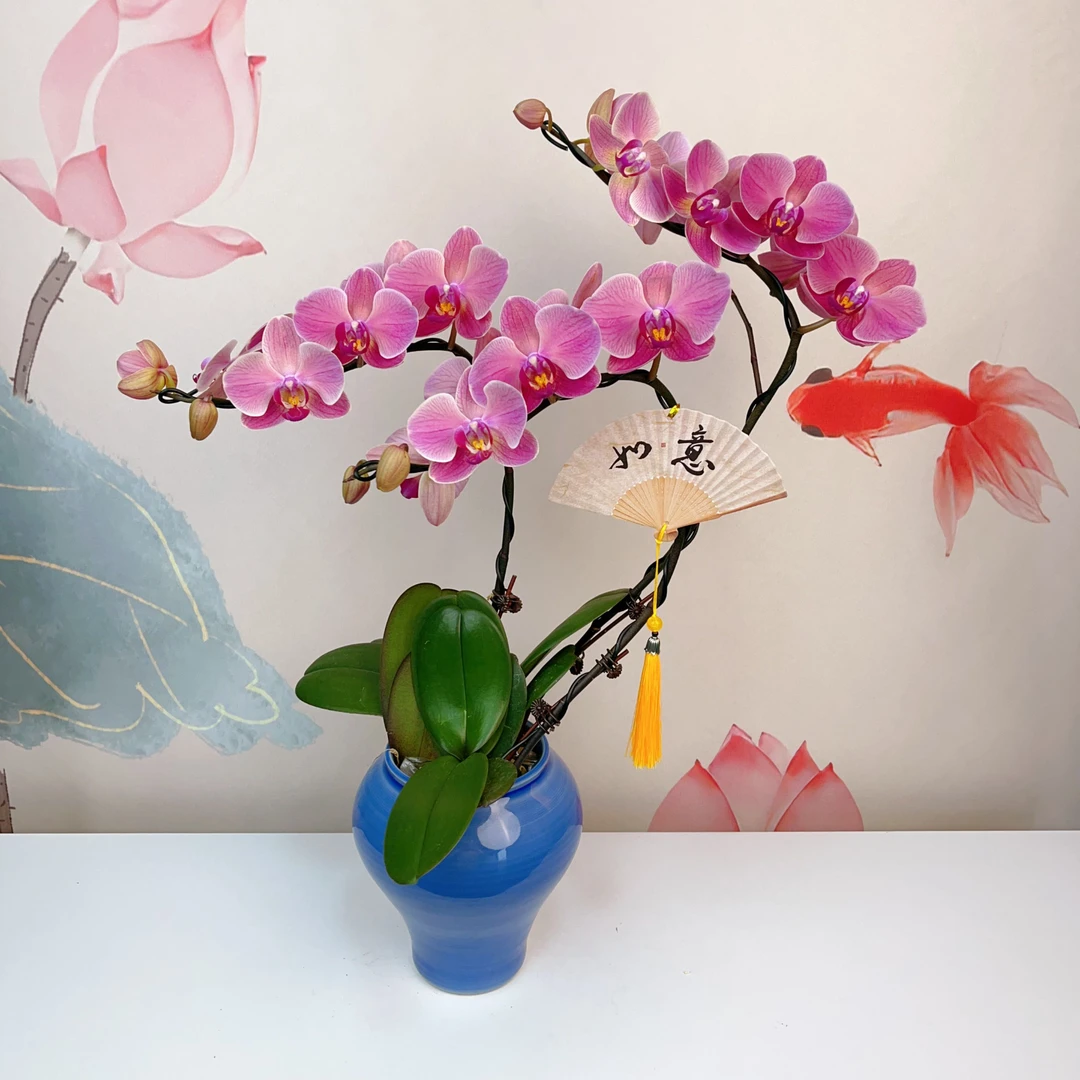 花仙子【纳博纳】优雅蝴蝶兰轻奢唯美室内绿植花卉艺术高级盆栽