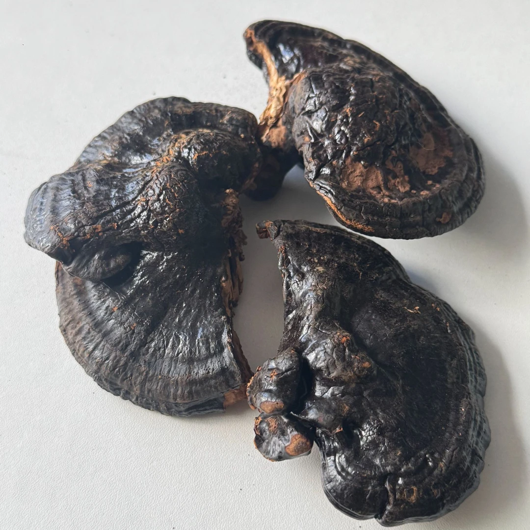 煲汤泡酒黑灵芝一个XO
