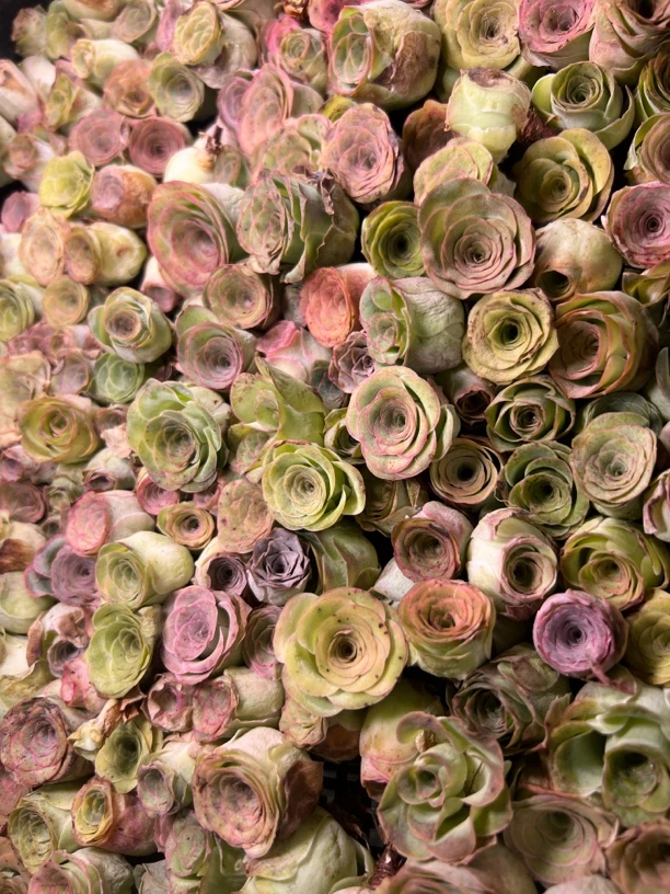 山地玫瑰直播间链接1号1-50