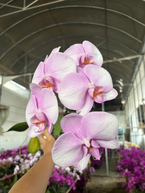 蝴蝶兰——(江山美人)