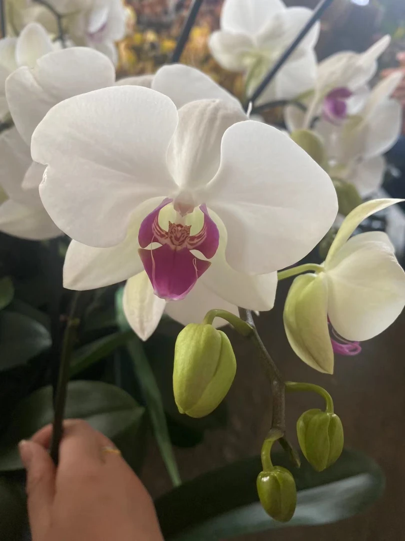 蝴蝶兰——大雪域    美观生长容易