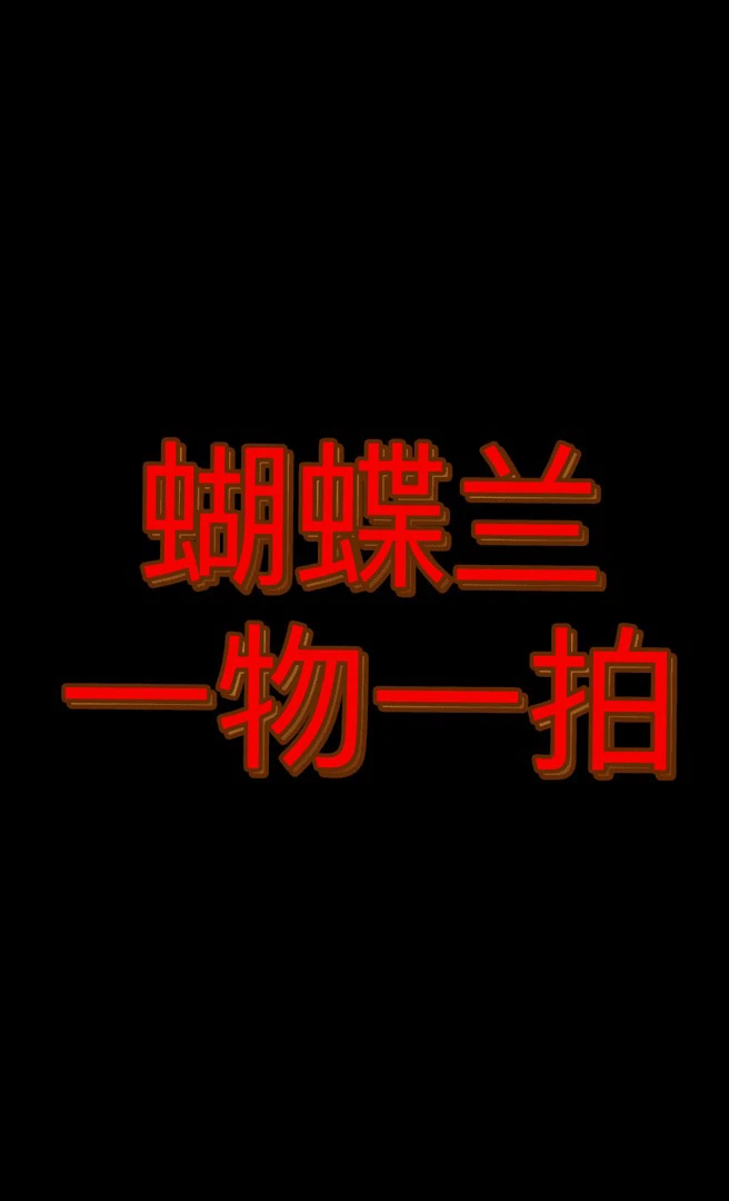 兰花——一物一拍（看好下单 ）
