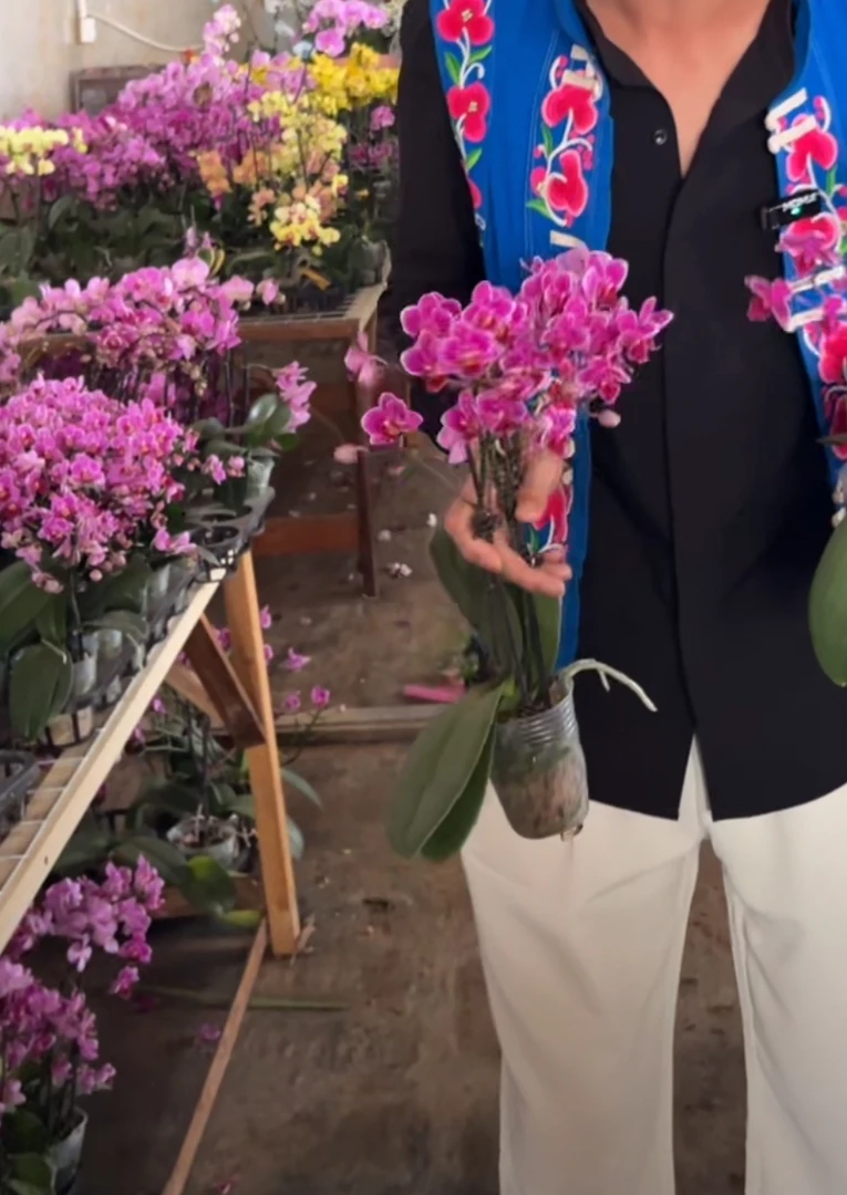 蝴蝶兰——[小鲤鱼] 开花发货