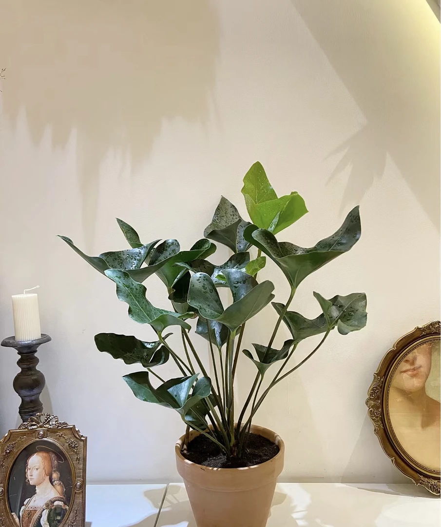 国王花烛室内绿植观叶植物