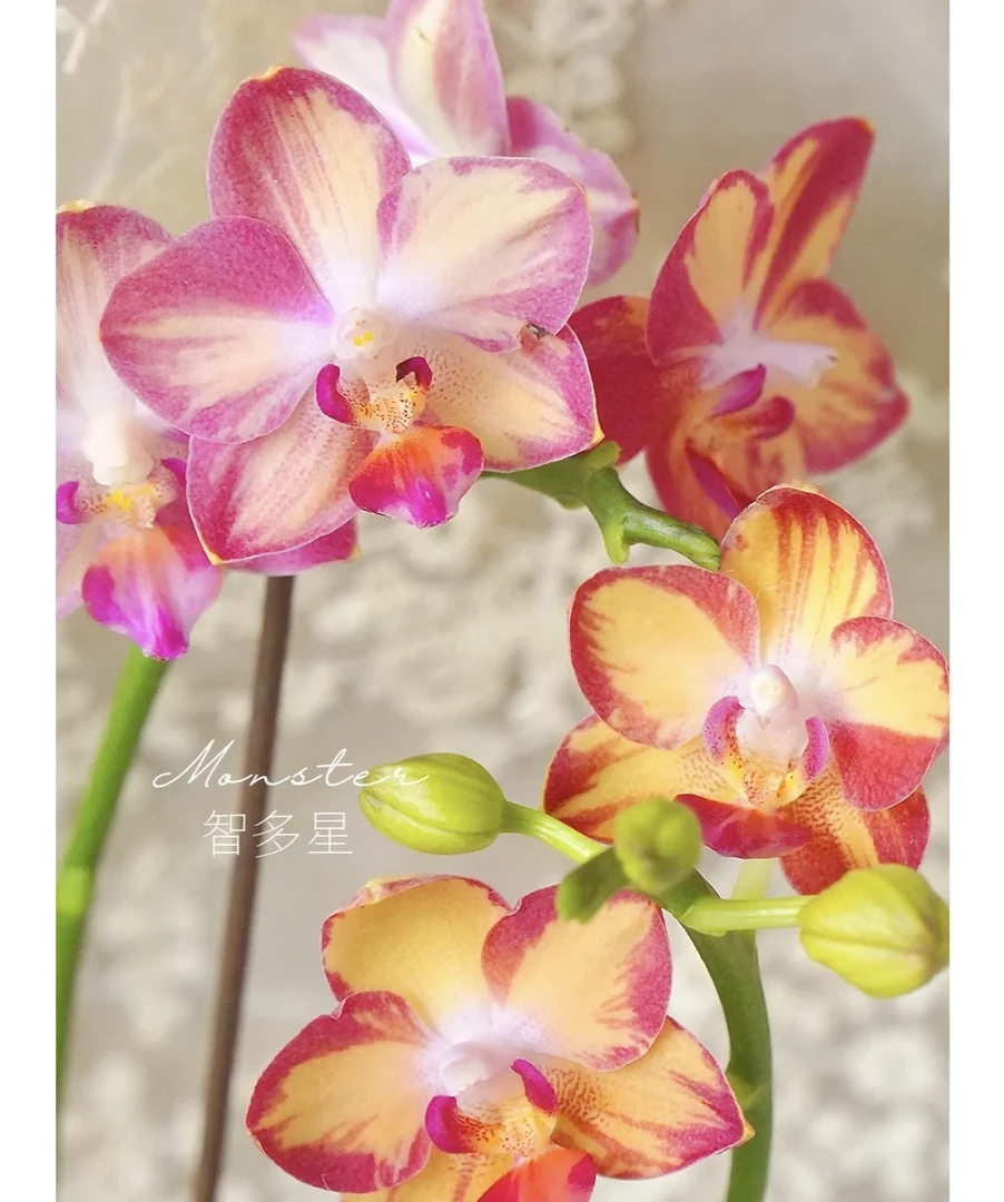 蝴蝶兰——[智多星] 开花发货