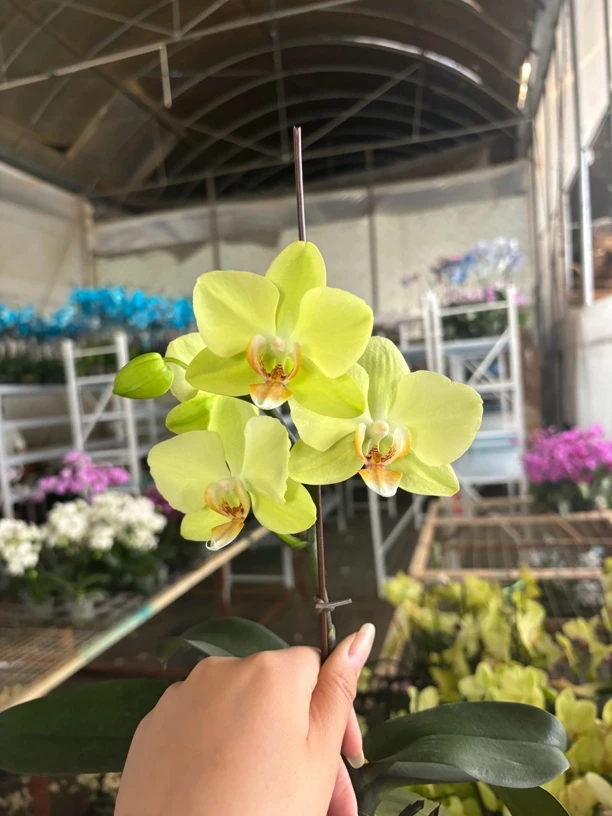 蝴蝶兰——(芳美神话)室内绿植