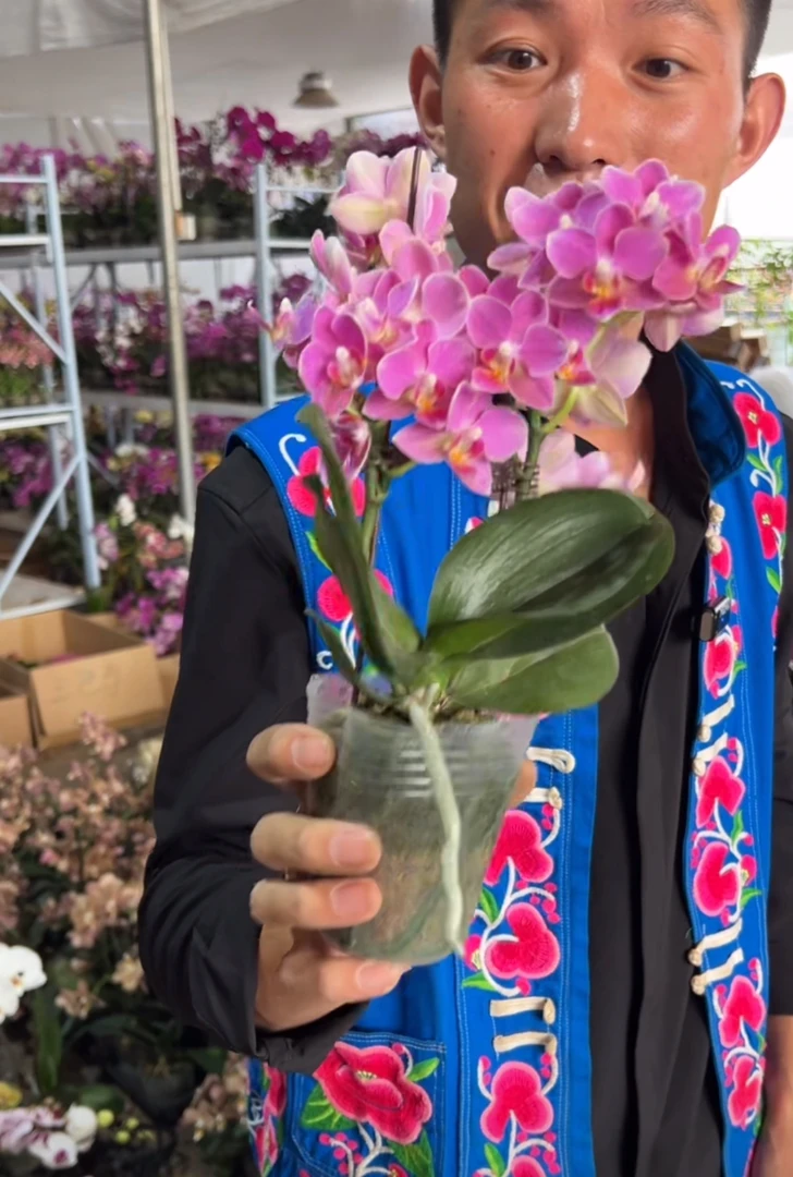 蝴蝶兰——(火龙果)，