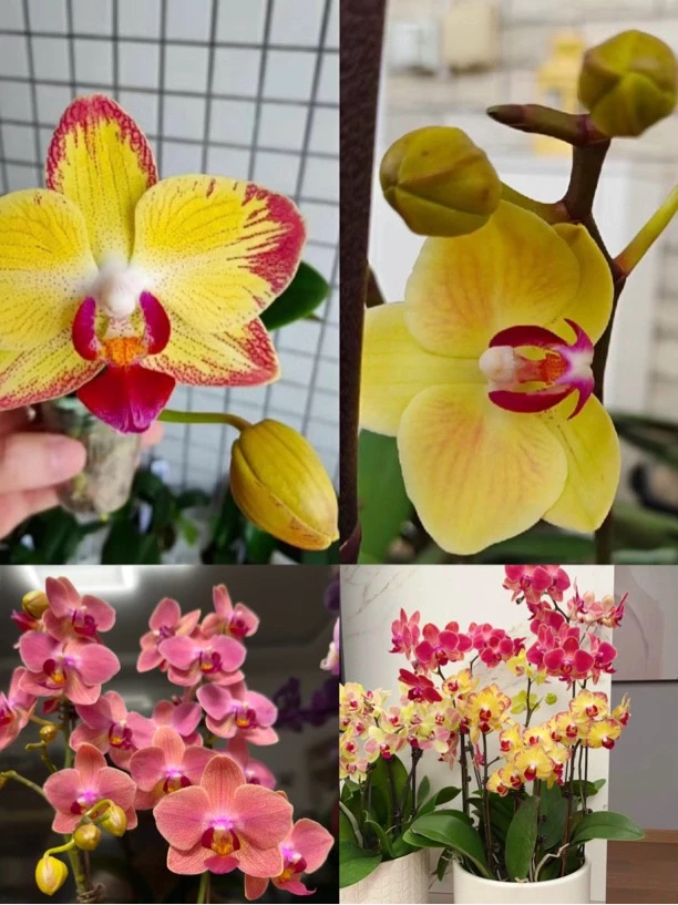 蝴蝶兰——爸爸加油开花发货