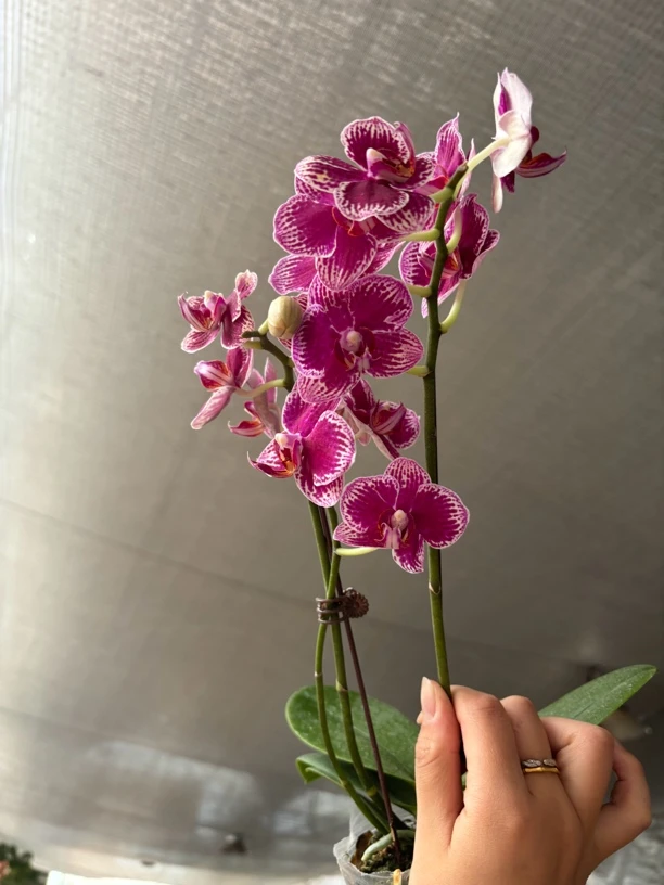 蝴蝶兰——[可乐] 开花发货