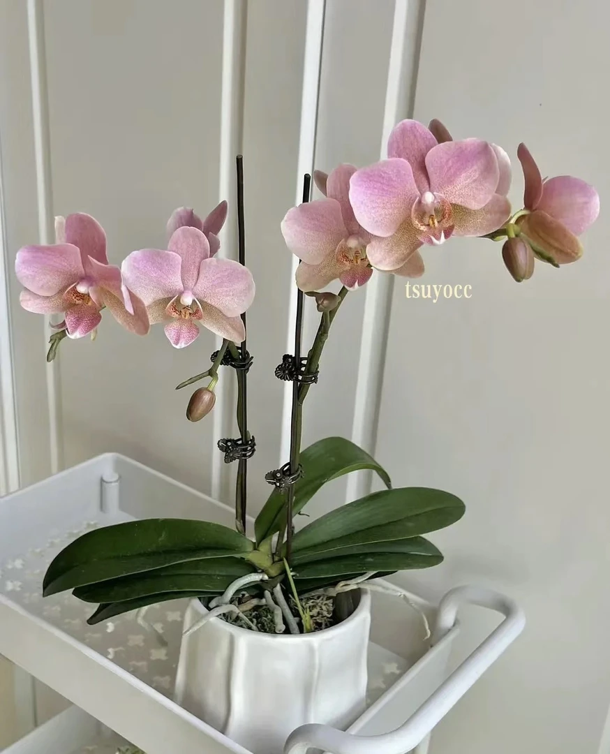 蝴蝶兰——(特拉维索)开花发货