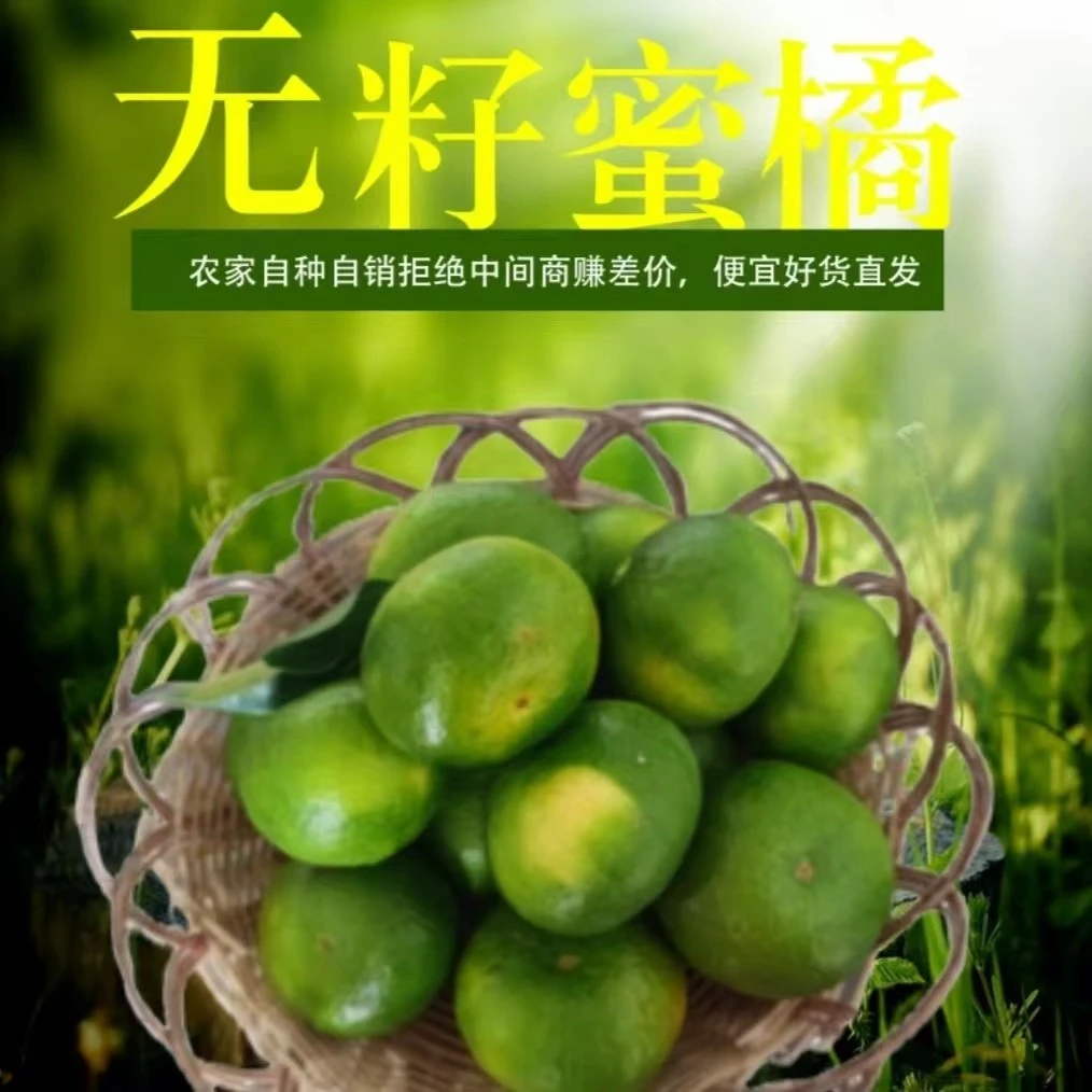 宜昌蜜橘无仔蜜橘青皮蜜橘农户自产自销应季水果桔子